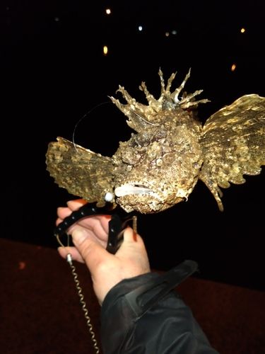 オニオコゼの釣果