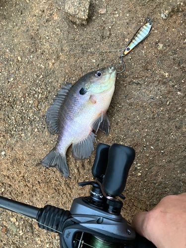 ブルーギルの釣果