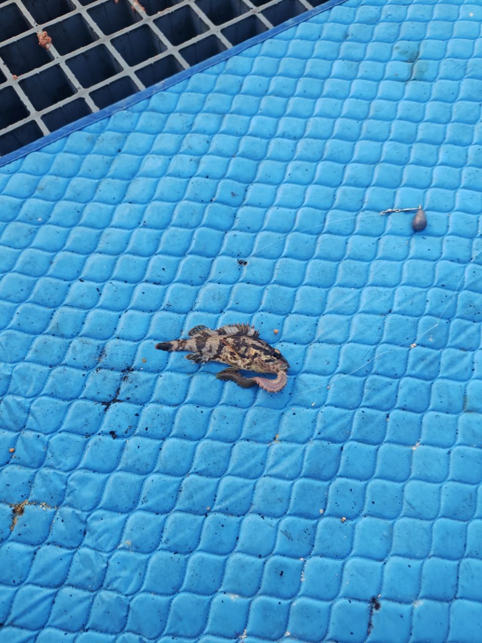 タケノコメバル