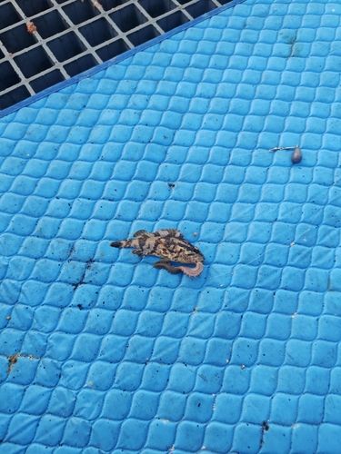 タケノコメバルの釣果