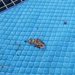 タケノコメバル