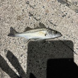 セイゴ（マルスズキ）