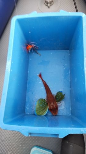 ホウボウの釣果