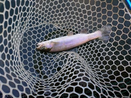 ニジマスの釣果