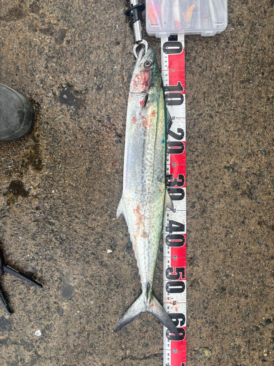 YAMAGA Blanks アーリー99 フォーサーフ YAMAGA Blanks アーリー・フォーサーフ 99MLの最安値・インプレ・釣果