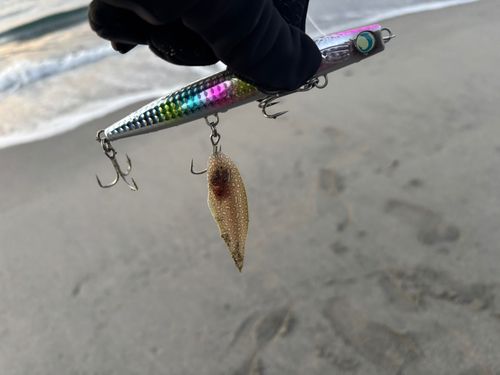 シタビラメの釣果