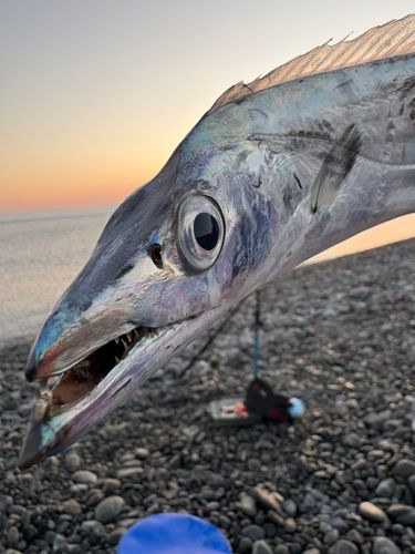 タチウオの釣果