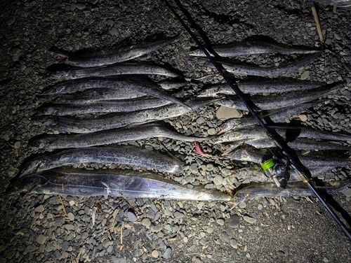 タチウオの釣果