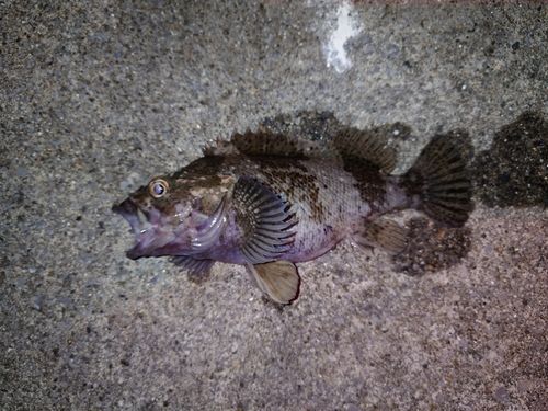 三陸海岸（宮城）