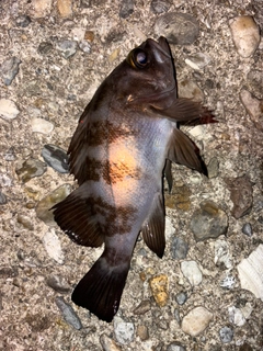 メバルの釣果