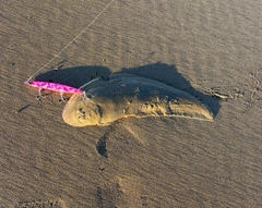 シタビラメの釣果