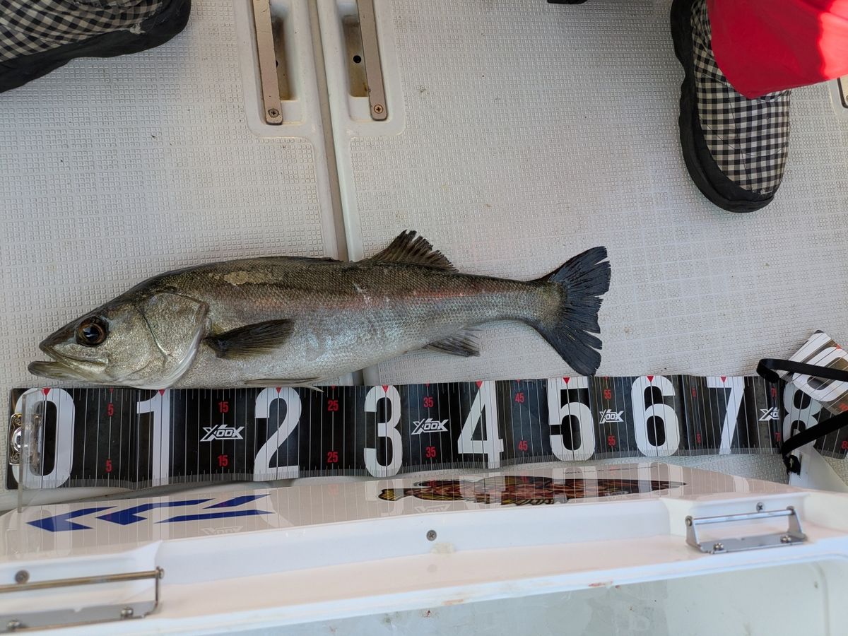 おむすびさんさんの釣果 2枚目の画像