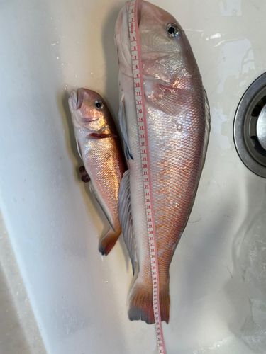 シロアマダイの釣果