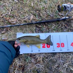 スモールマウスバス