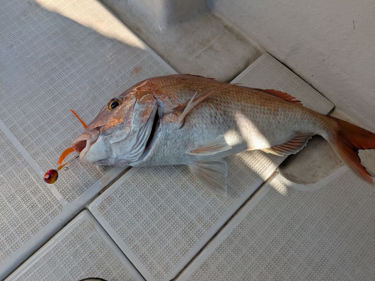 おむすびさんさんの釣果 3枚目の画像