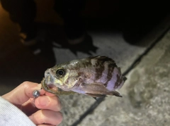 シロメバルの釣果