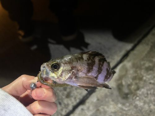 シロメバルの釣果