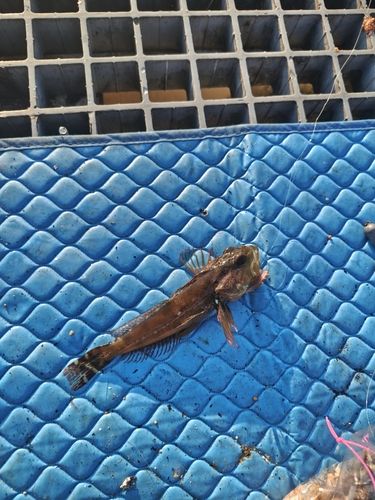 アナハゼの釣果