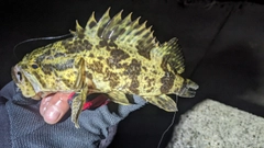 タケノコメバルの釣果