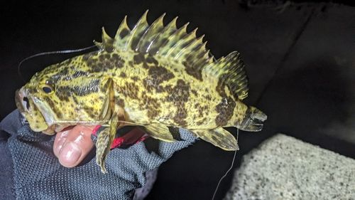 タケノコメバルの釣果