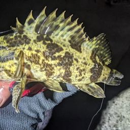 タケノコメバル