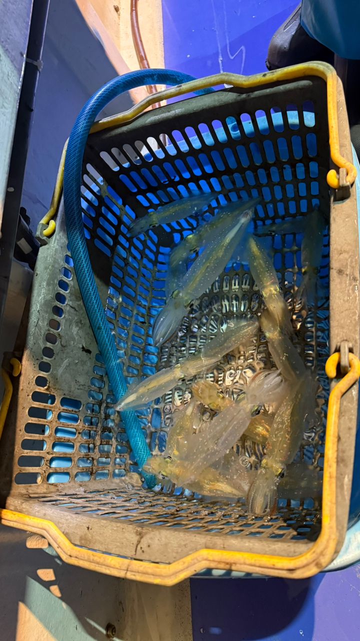 Taa maさんの釣果 1枚目の画像