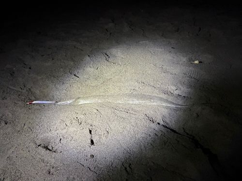 タチウオの釣果