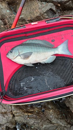 クチブトグレの釣果