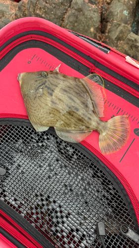 カワハギの釣果