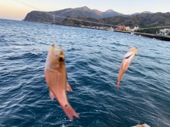 クロホシイシモチの釣果