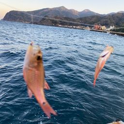 クロホシイシモチ