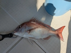 マダイの釣果