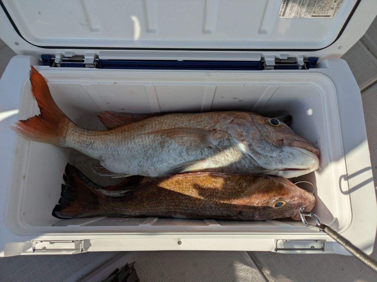 おむすびさんさんの釣果 2枚目の画像