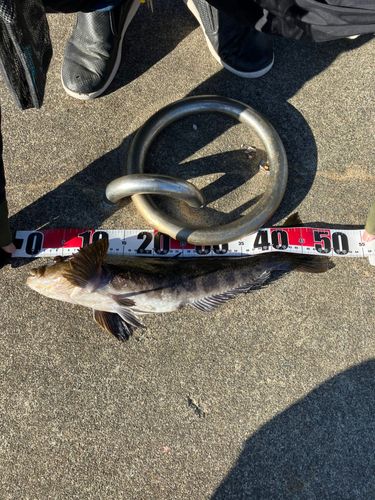 アイナメの釣果