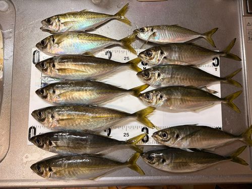 マアジの釣果