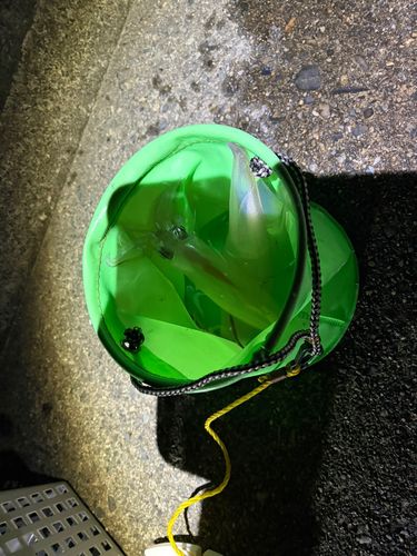 ヤリイカの釣果