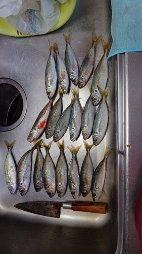 アジの釣果