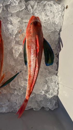 ホウボウの釣果