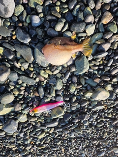 キタマクラの釣果