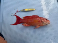 オジロバラハタの釣果