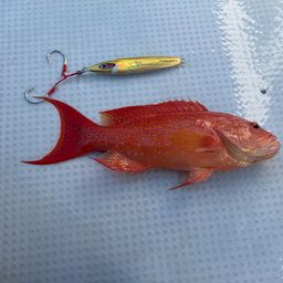 オジロバラハタ