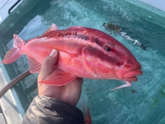 ホウライヒメジの釣果