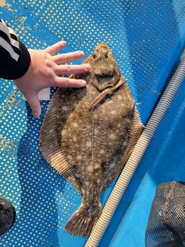 イシガレイの釣果