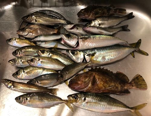 大黒海づり施設