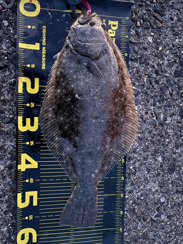 ヒラメの釣果