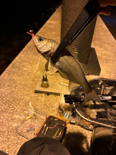 セイゴ（マルスズキ）の釣果