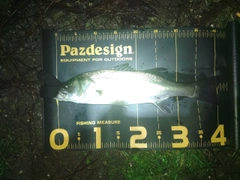 セイゴ（マルスズキ）の釣果