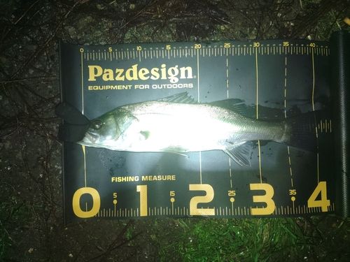 セイゴ（マルスズキ）の釣果