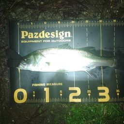 セイゴ（マルスズキ）