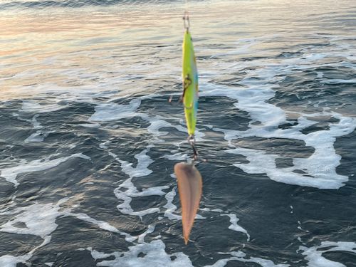 シタビラメの釣果